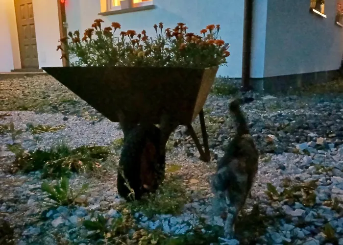 Siedlisko Czarny Kot *