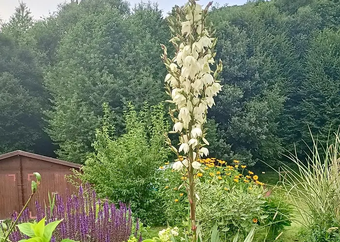 公寓 Siedlisko Czarny Kot *